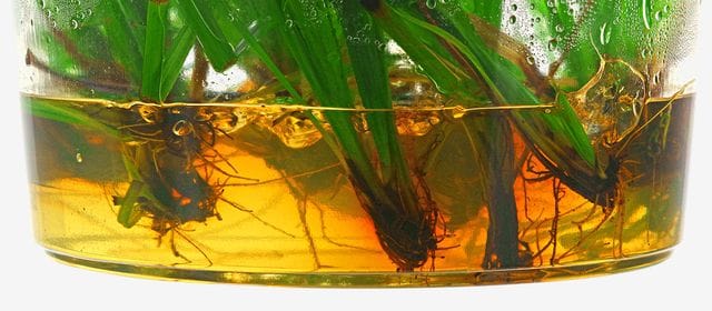 phenolic excretions