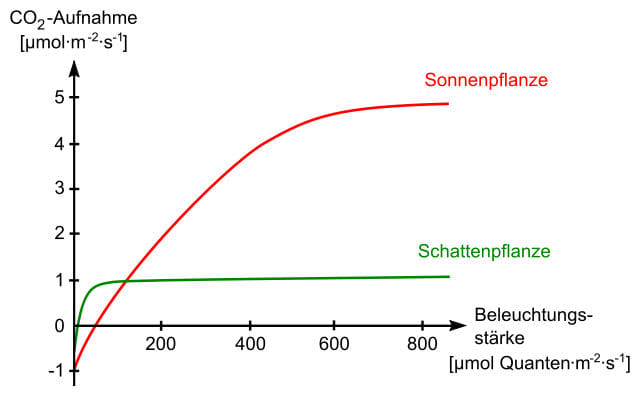 Photosynthese Lichtmenge