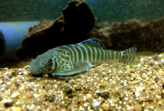 Flossensauger
