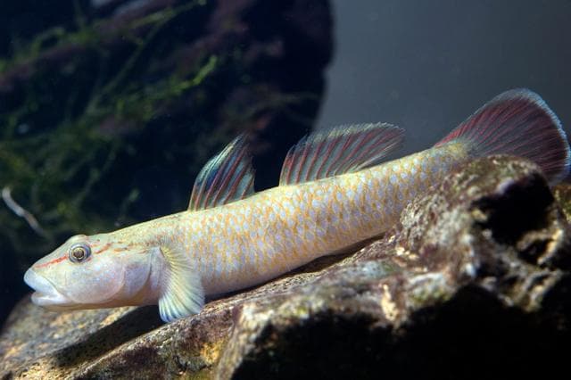 Rhinogobius Grundel