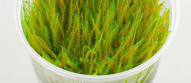 rhizoids