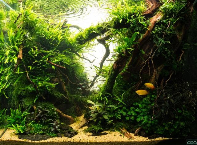 Aquarium layout Thorsten Peetz