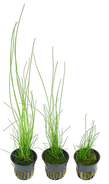 Eleocharis Montevidensis