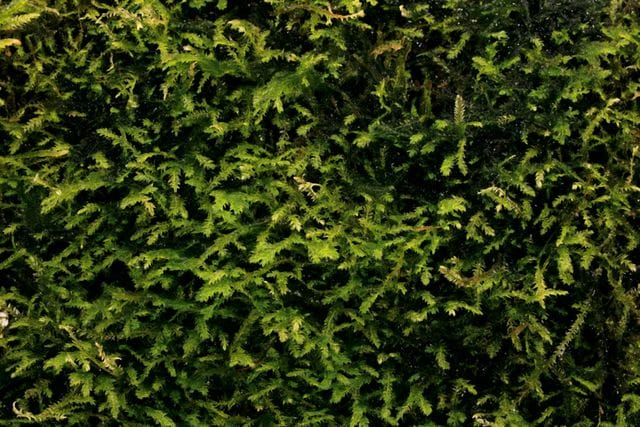 Weeping-Moss