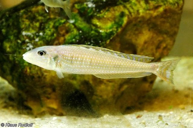 Xenotilapia melanogenys