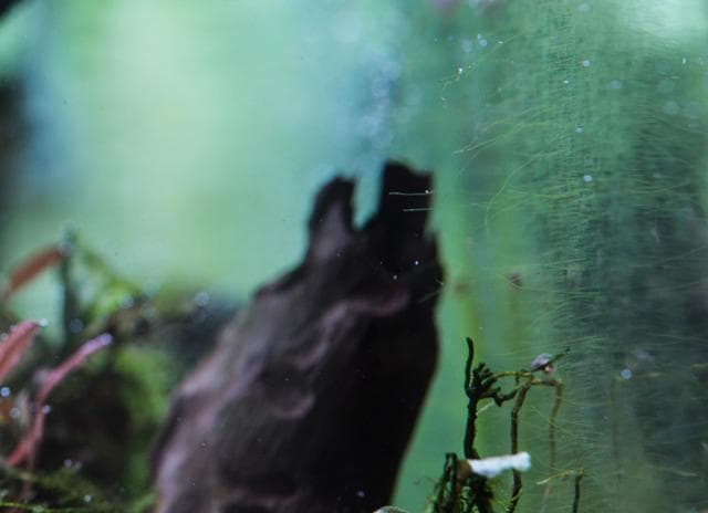 Algen im Aquarium