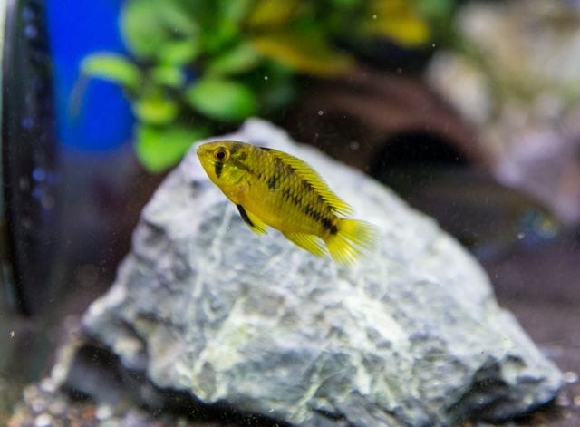 Dwarf cichlid