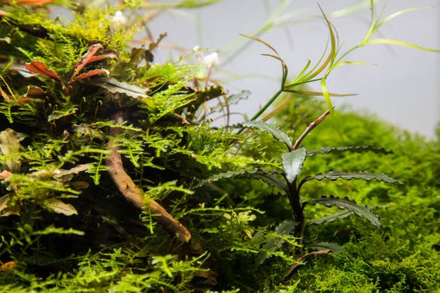 Aquatic plants