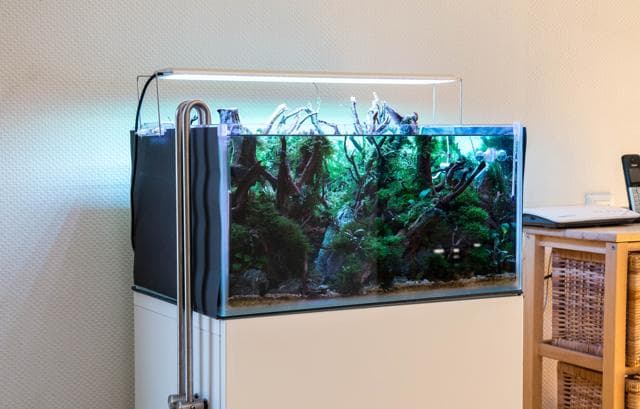 Aquarium mit Tageslichteinfall