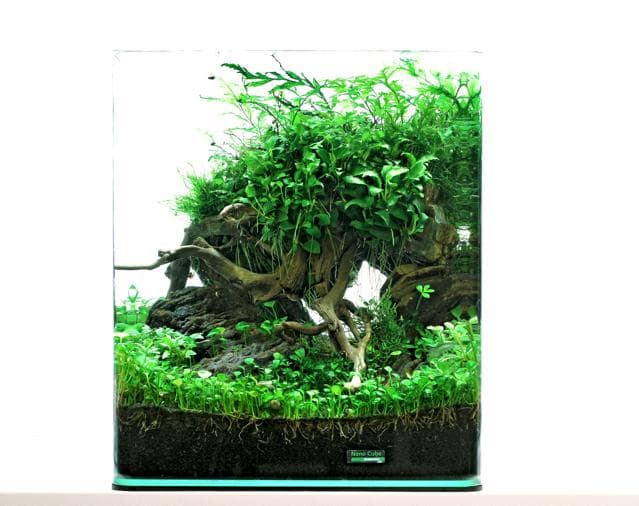 Betta Nano Cube