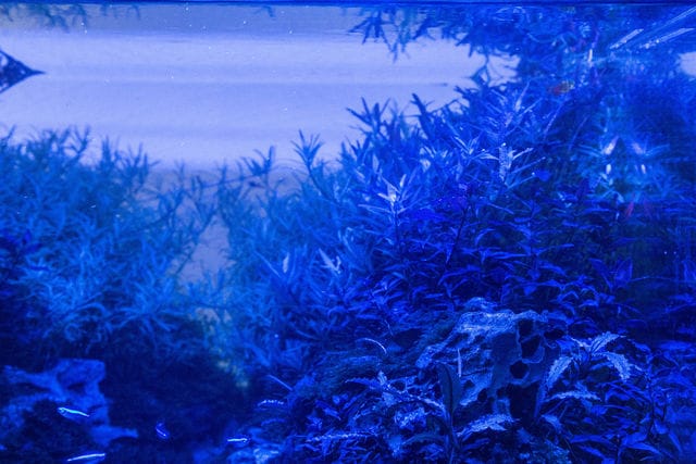 blaues Licht