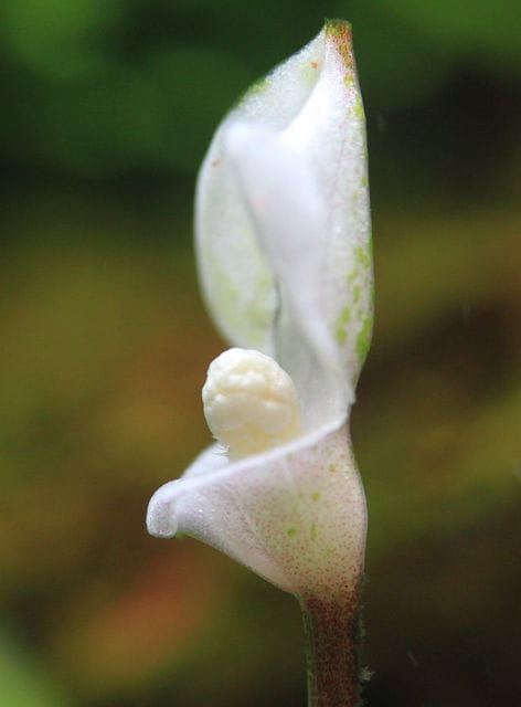 Bucephalandra Bluete