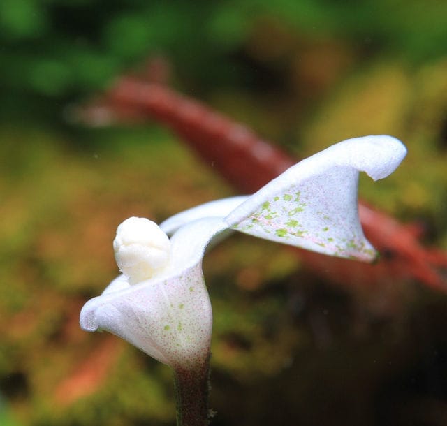 Bucephalandra Bluete