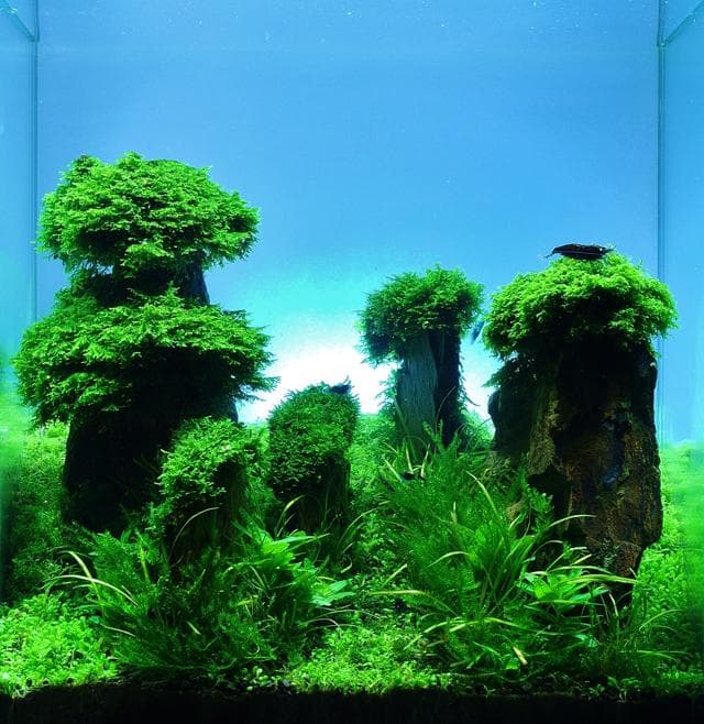 mixed carpet