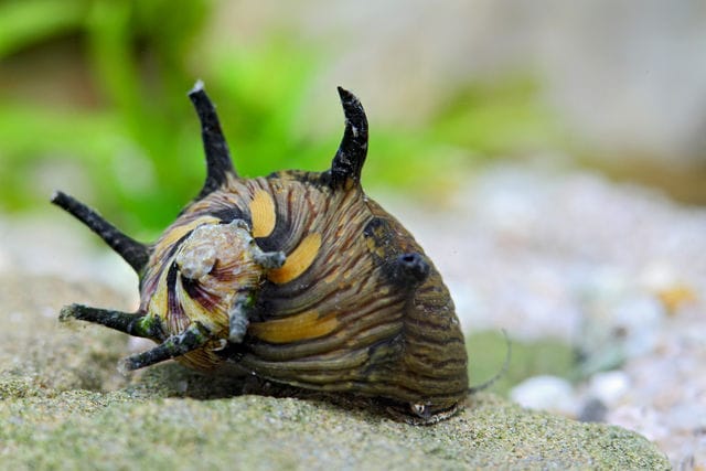Clithon Schnecke