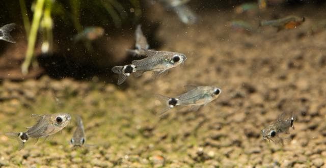 Besatz im Aquarium