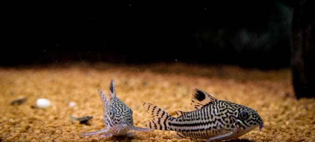 Corydoras catfish