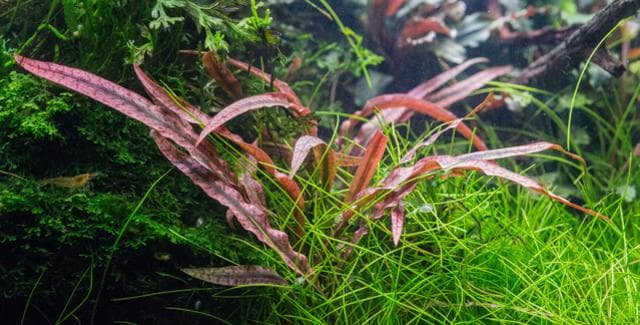 Pflanzen im Aquarium