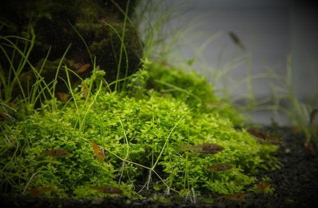 HCC und Eleocharis