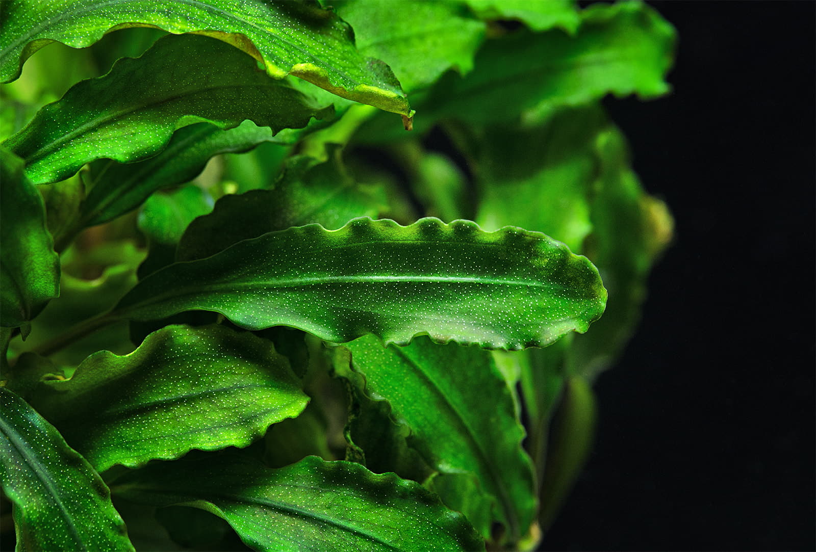 Bucephalandra pygmaea Bukit Kelam Sintang