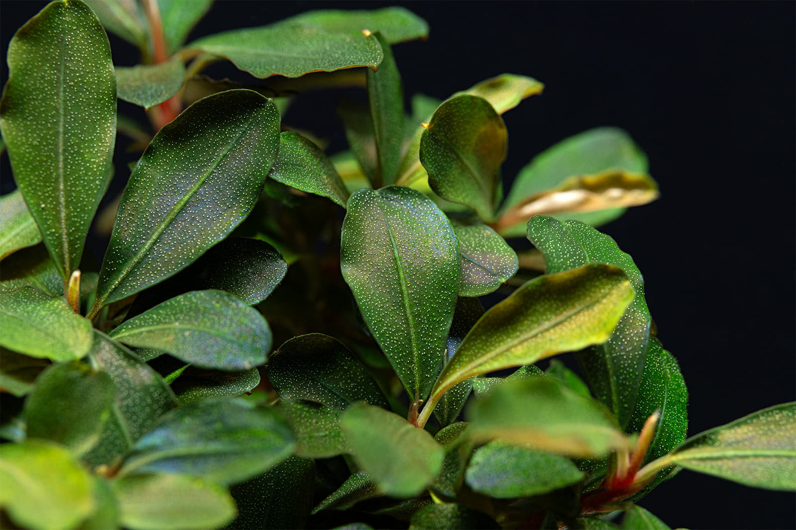 Bucephalandra sp. Motleyana Red
