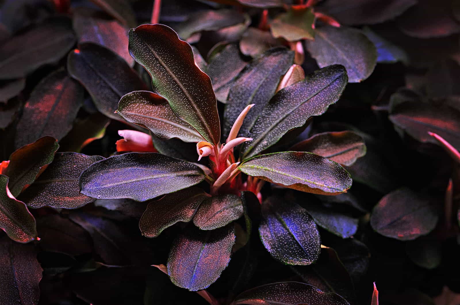 Bucephalandra sp. Theia
