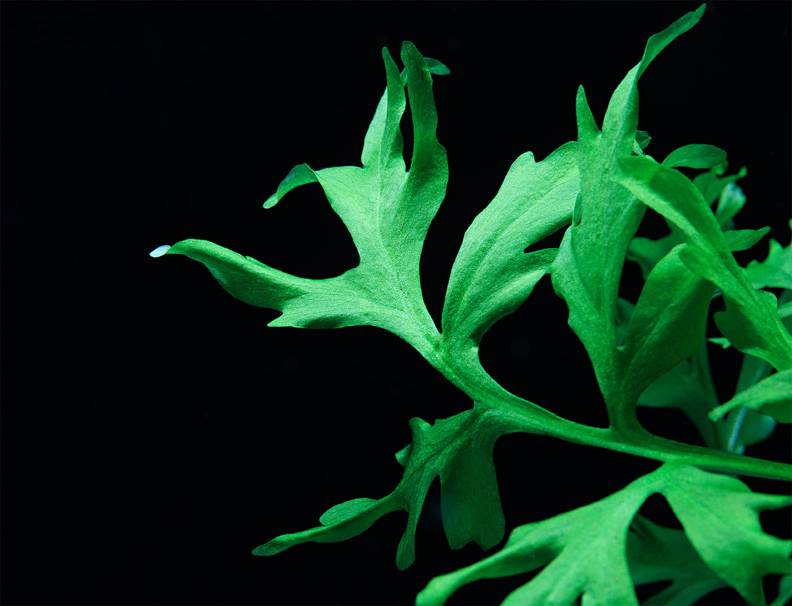 Ceratopteris cornuta