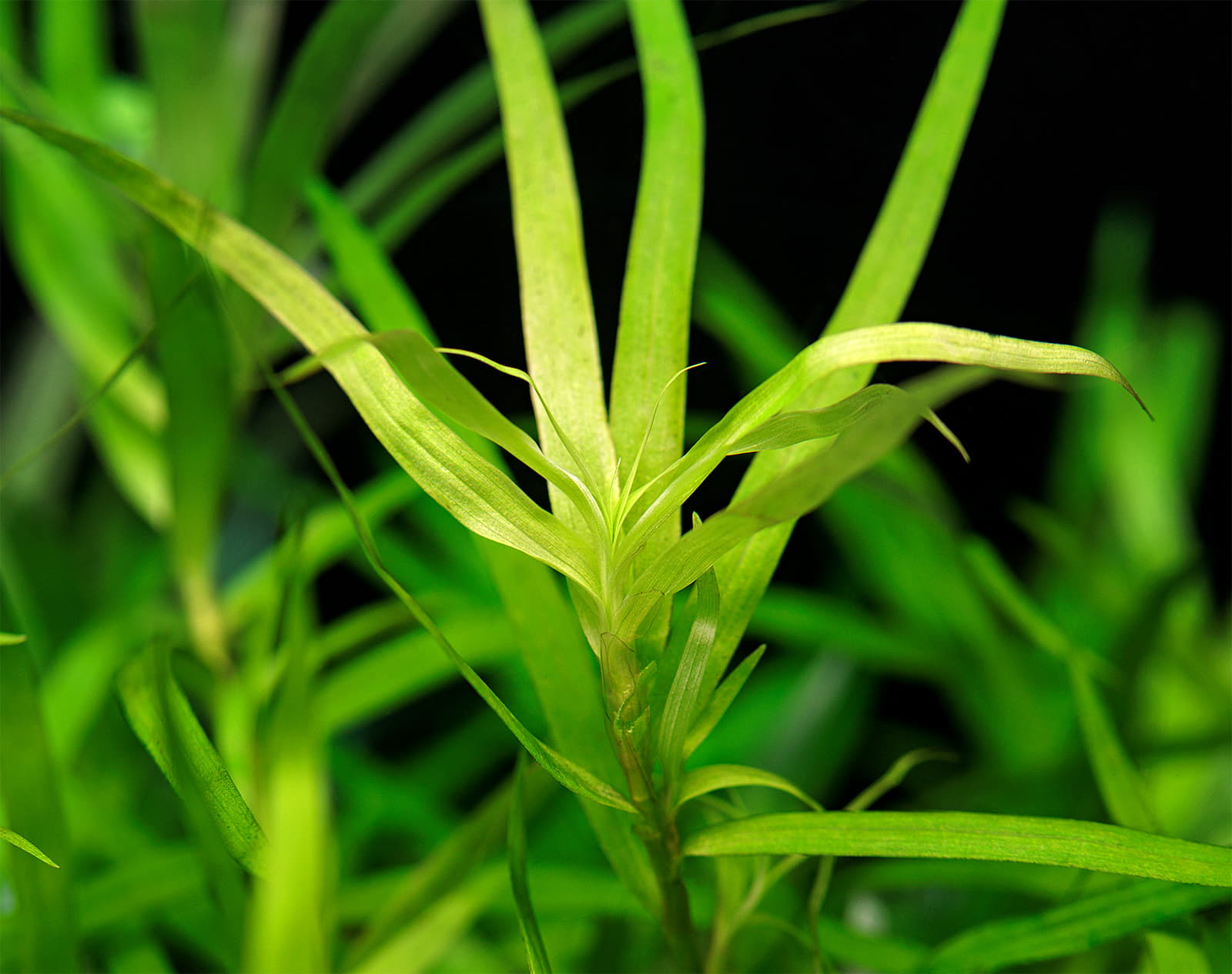 Heteranthera zosterifolia