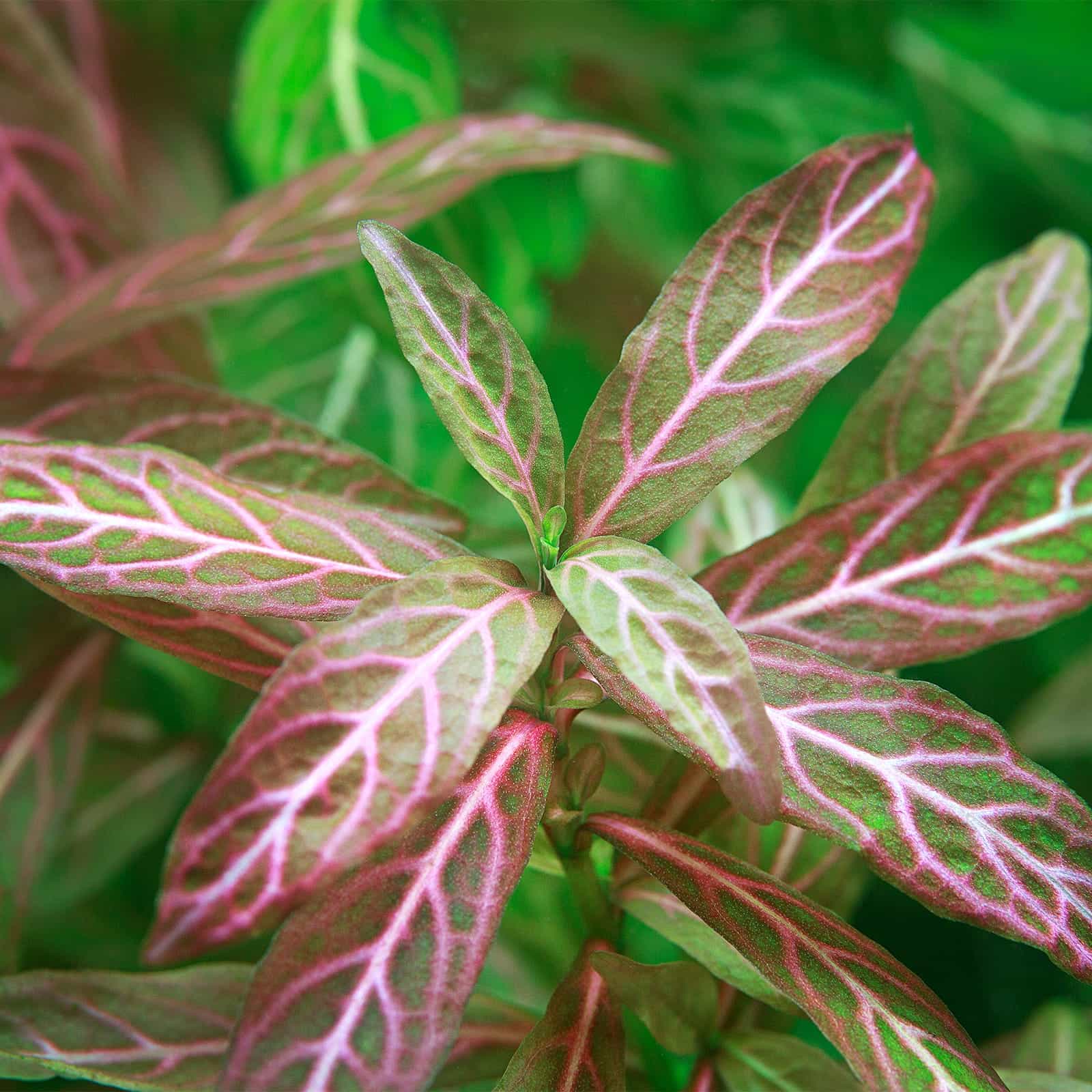 Hygrophila polysperma Rosanervig