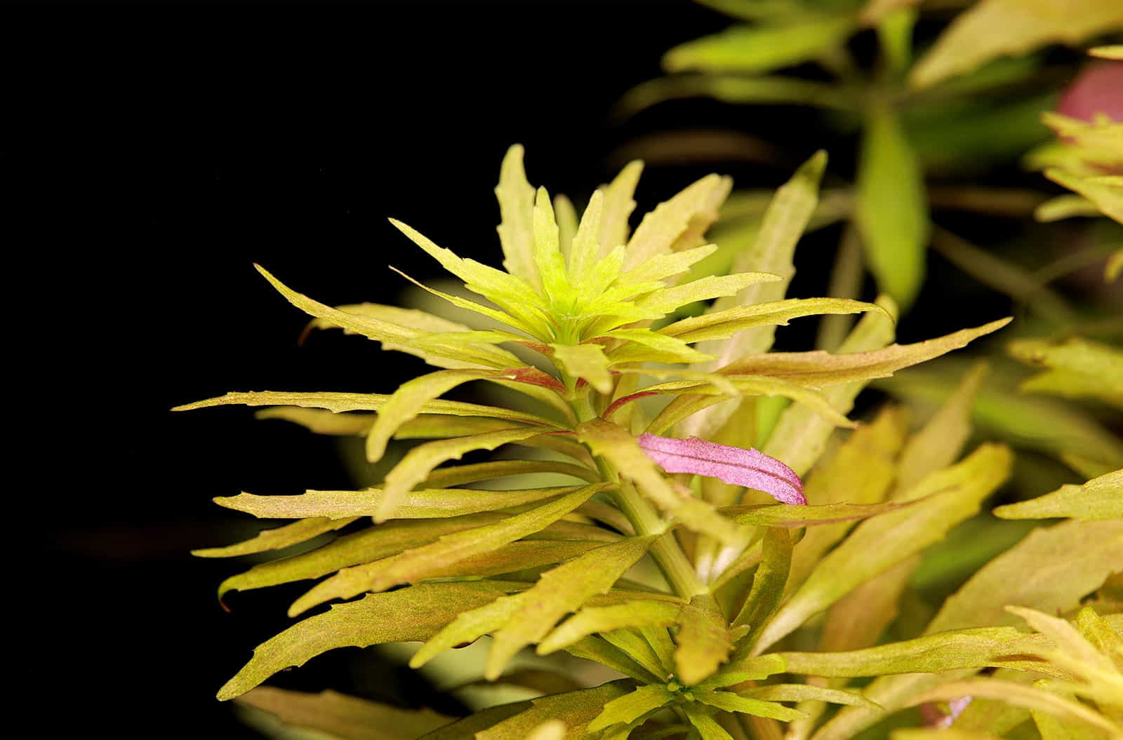Limnophila cf. hippuridoides Mini