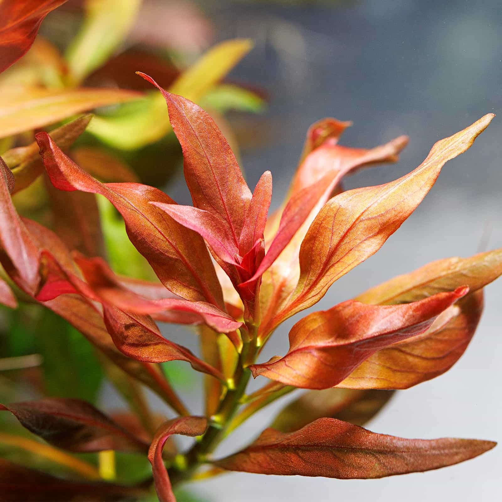 Ludwigia glandulosa