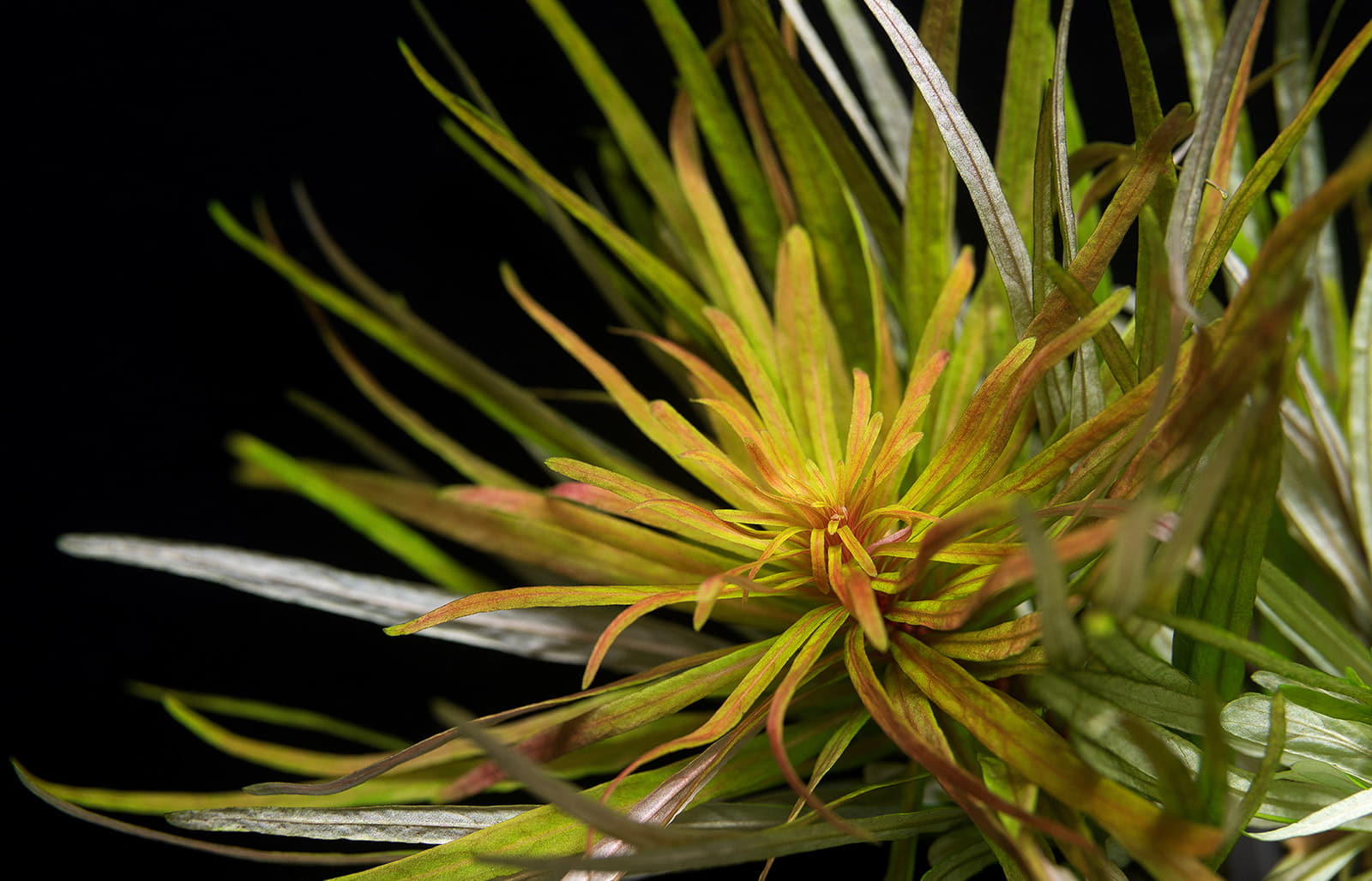 Ludwigia inclinata var. verticillata Cuba