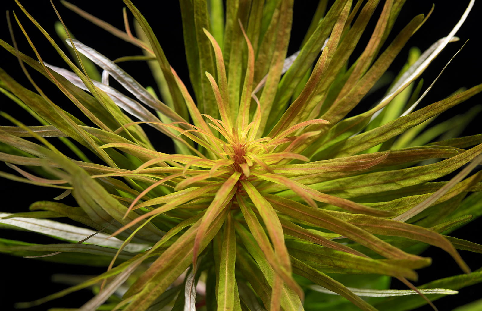 Ludwigia inclinata var. verticillata Cuba