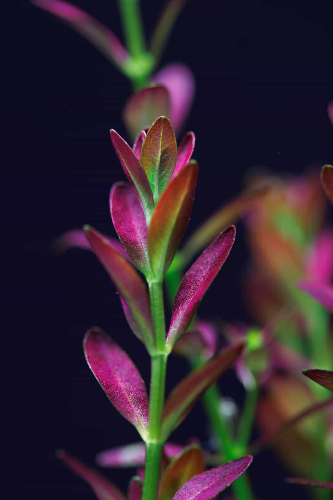 Rotala ramosior Florida
