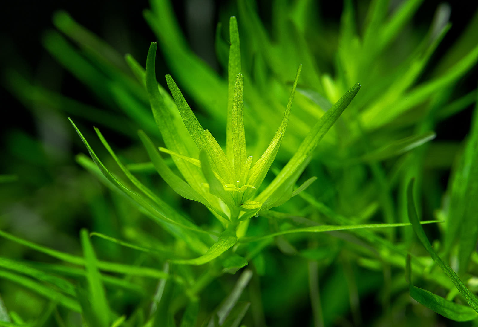 Rotala rotundifolia Green