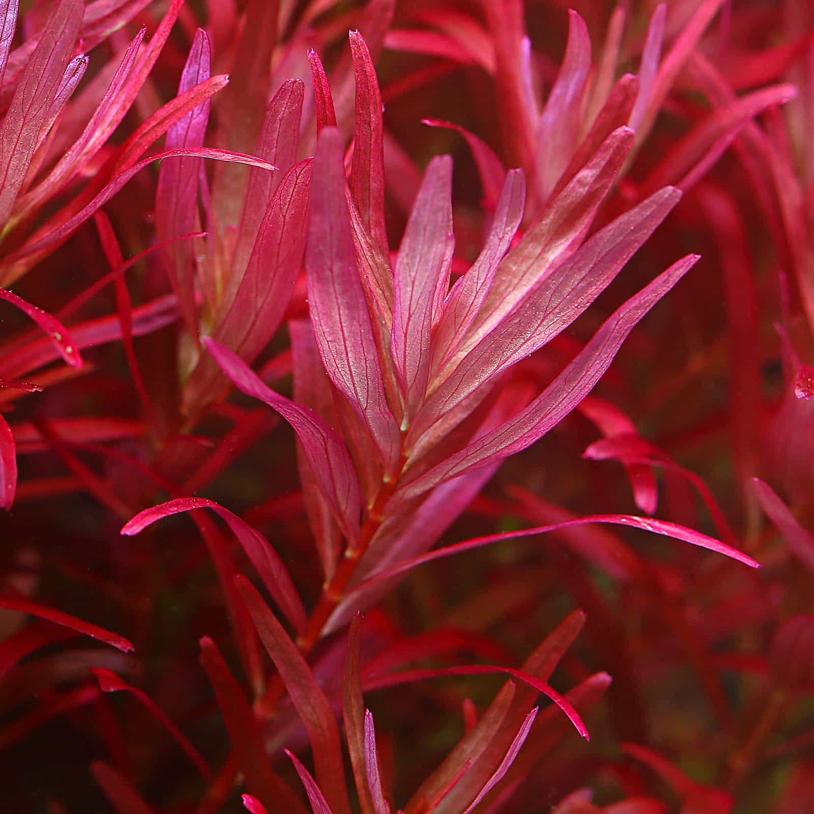 Rotala rotundifolia Singapore