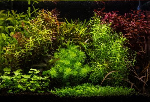 Aquarienpflanzen