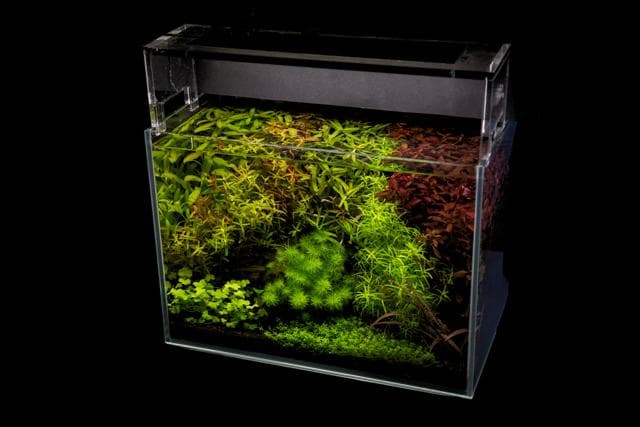 Nano Aquarium im Dutch Style