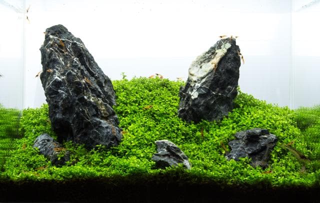 Final Shot Mini M