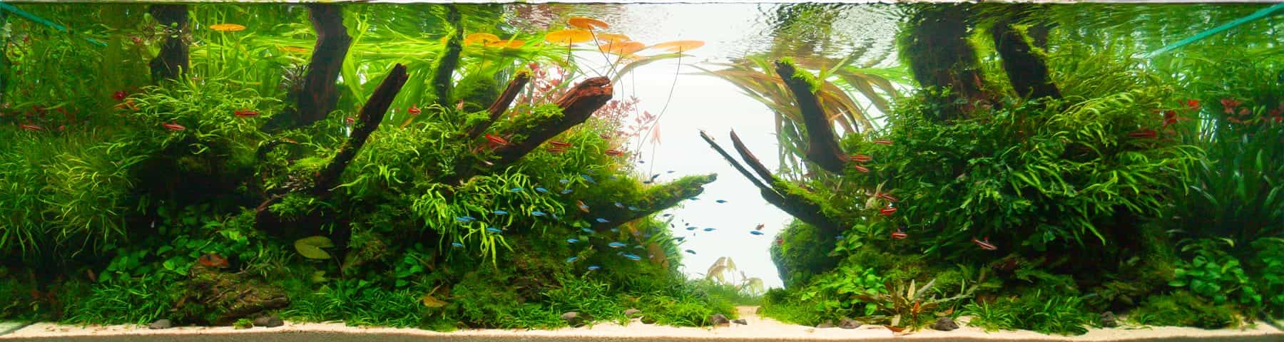 Aquascape von Damian Gysi