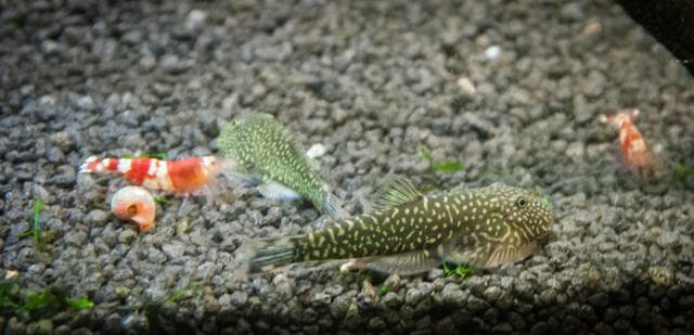 Flossensauger