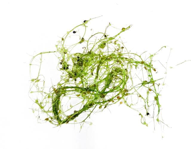 Utricularia gibba