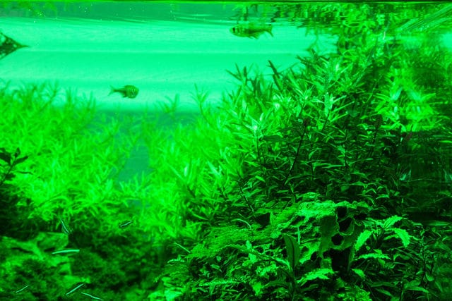 green LEDs only