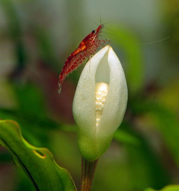 Bucephalandra Bluete