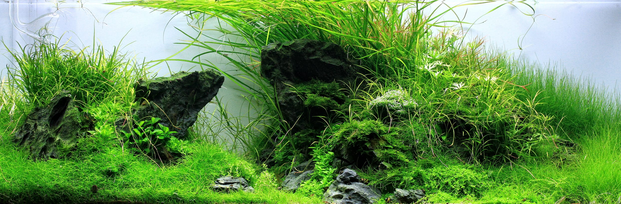 Aquascape