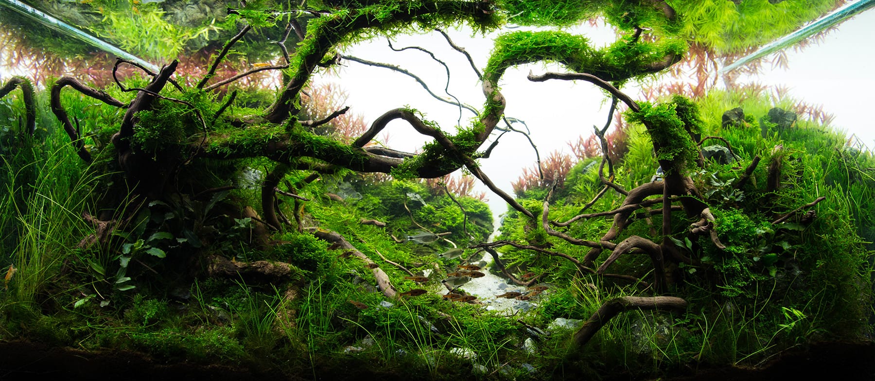 Aquascape