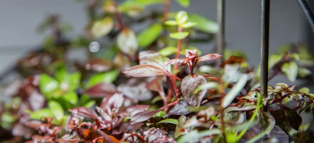 emersed aquatic plant