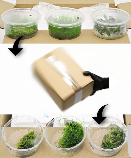 in vitro after transport