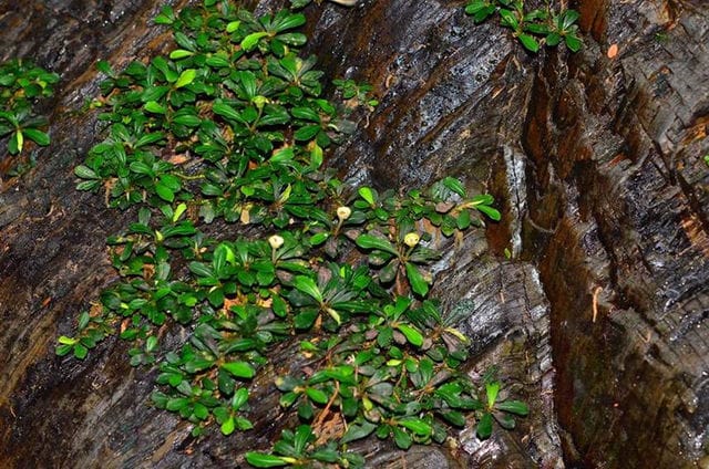 Bucephalandra Habitat