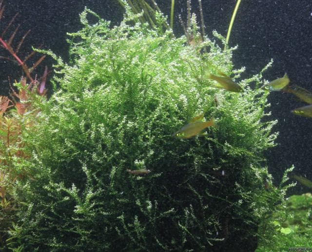 Leptodictyum riparium